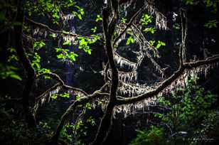 Moss aglow-6702 Moss aglow-6702